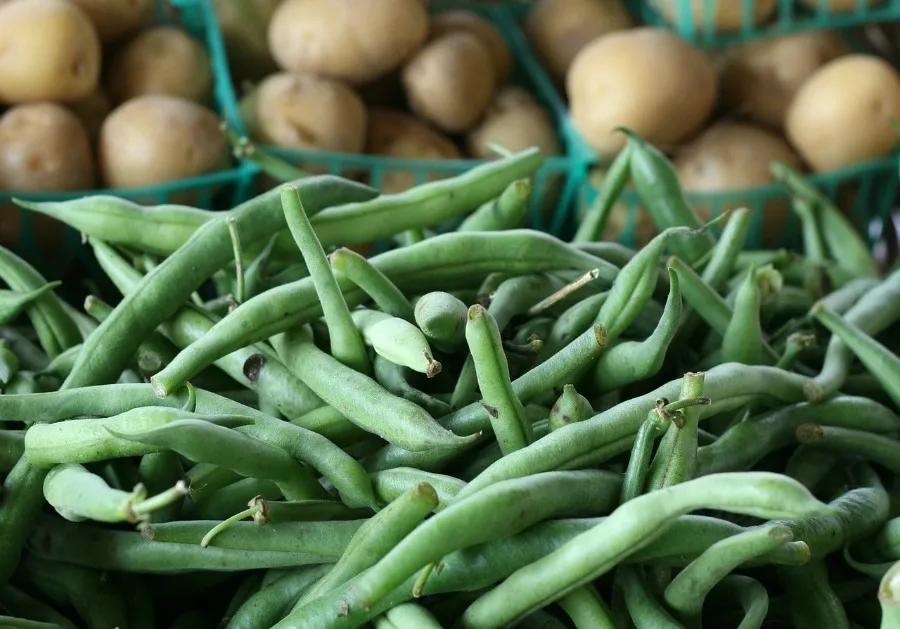 fresh green beans and potatoes 