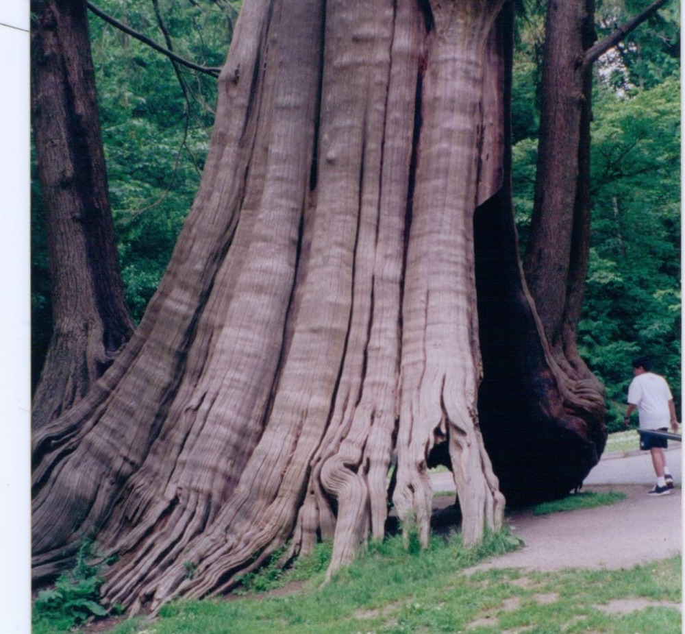 Hollow Tree Stanley Park, Vancouver, British Columbia