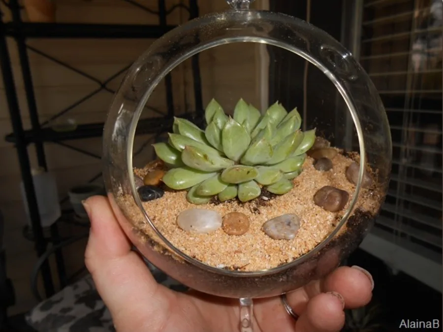 DIY terrarium globe one