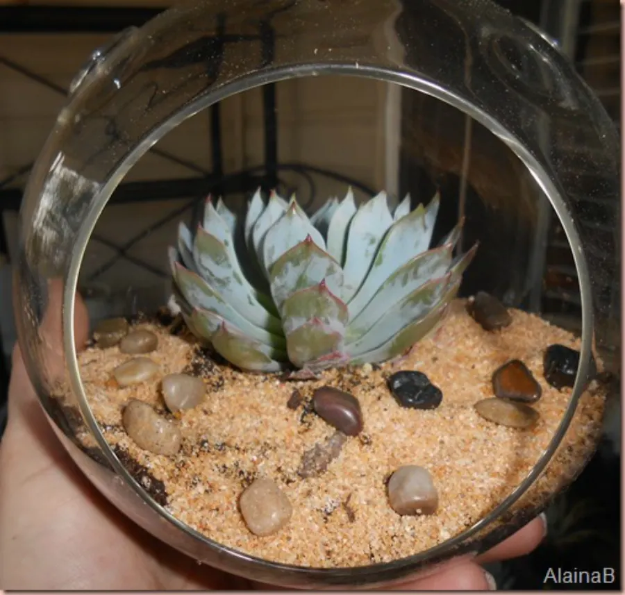 add a few pebbles to the DIY terrarium globe