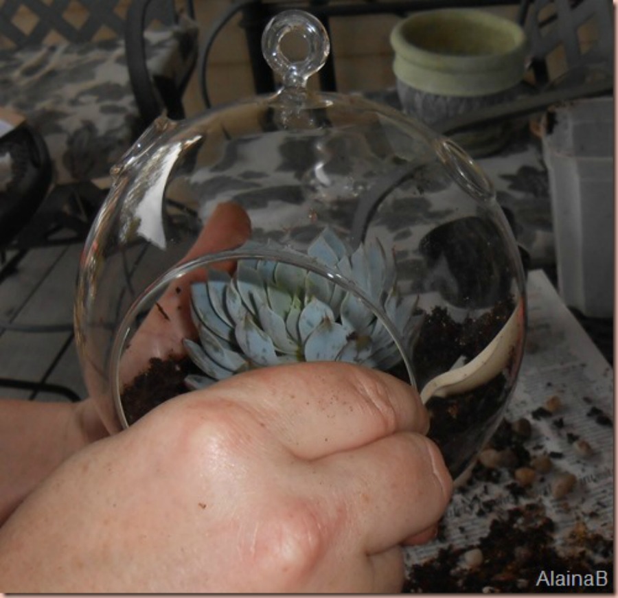 add plant to the DIY terrarium globe