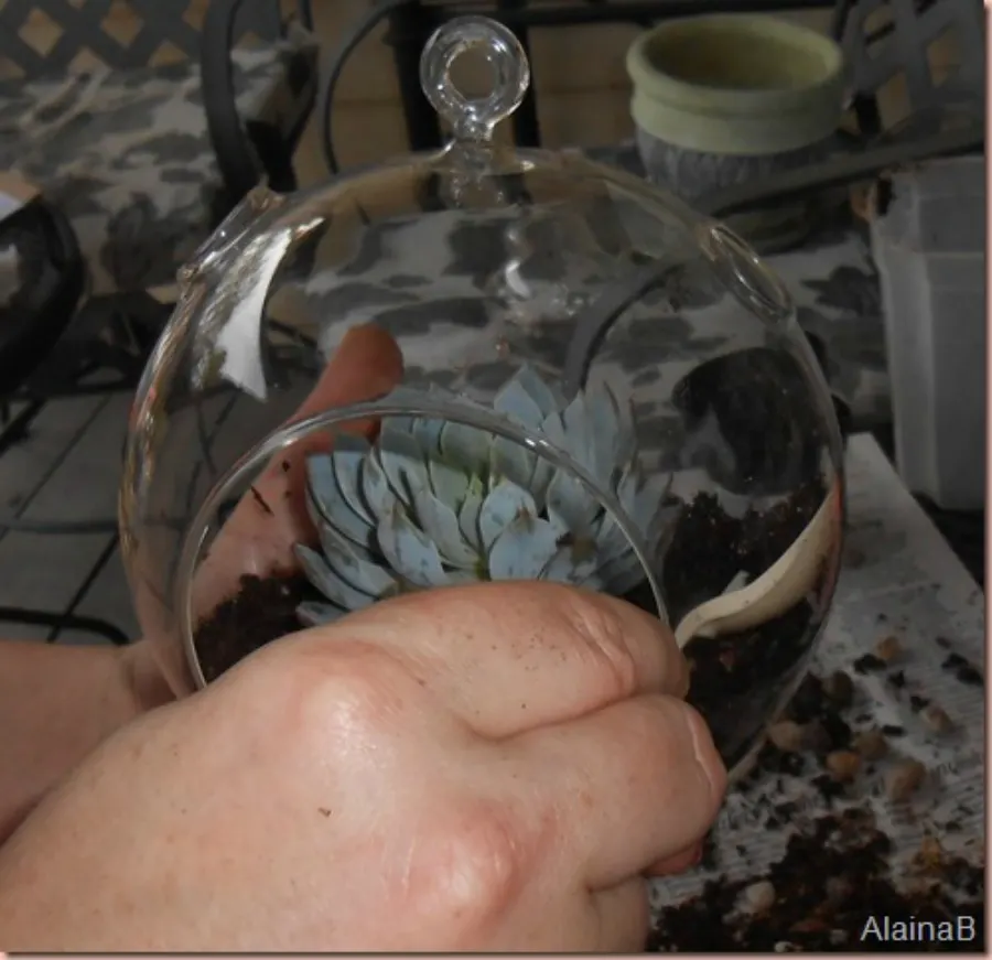 add plant to the DIY terrarium globe