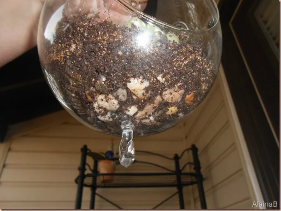 check bottom of diy terrarium globe to see if time to water