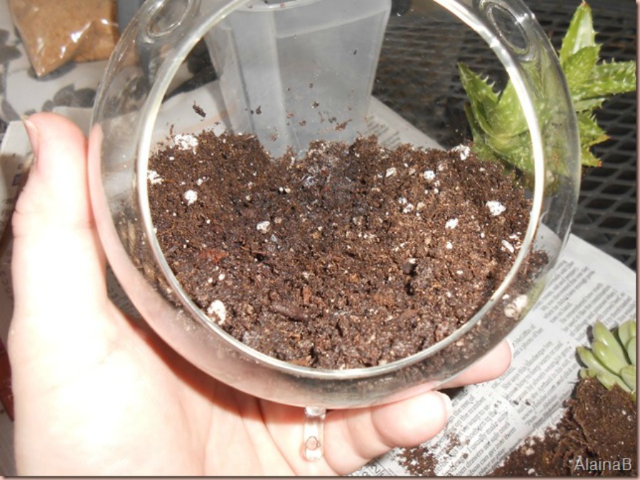 scoop a hole for the root ball for the DIY terrarium