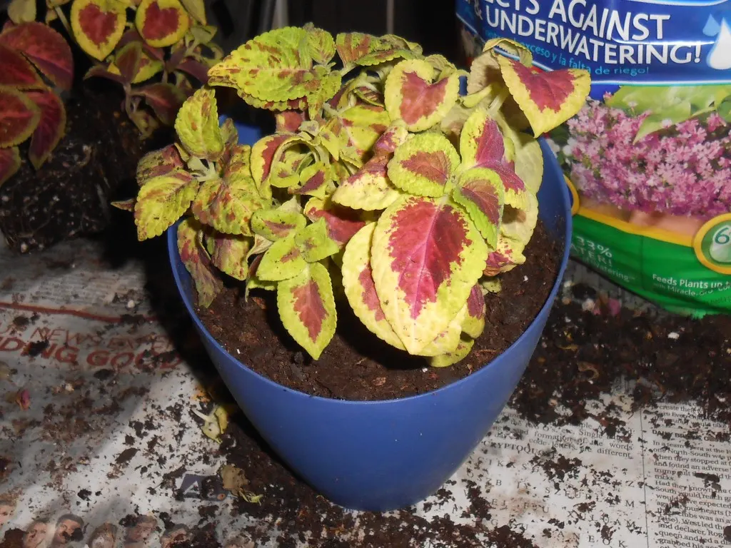 plant in blue pot
