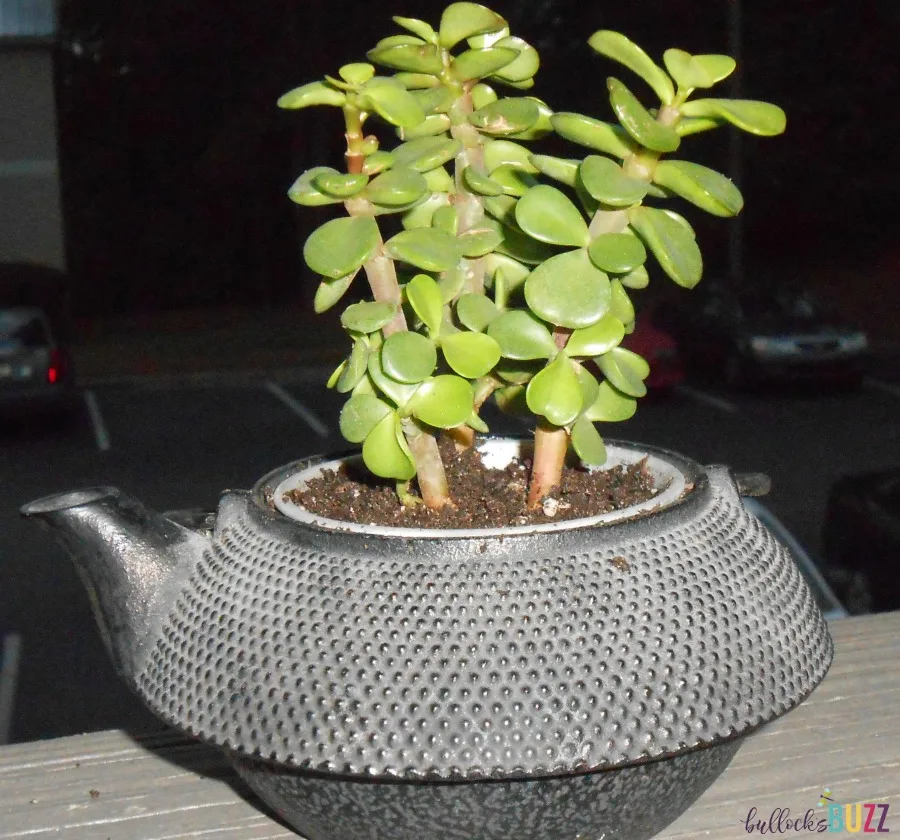 container gardening ideas upcycled-teapot-planter