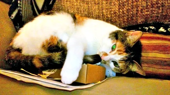 sookie neater feeder