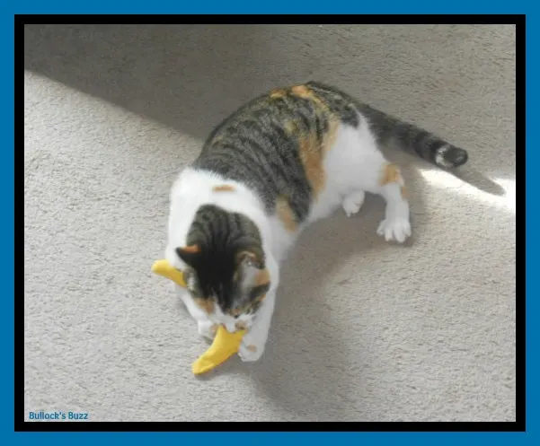 PetBox Review5 Sookie Playing with Toy