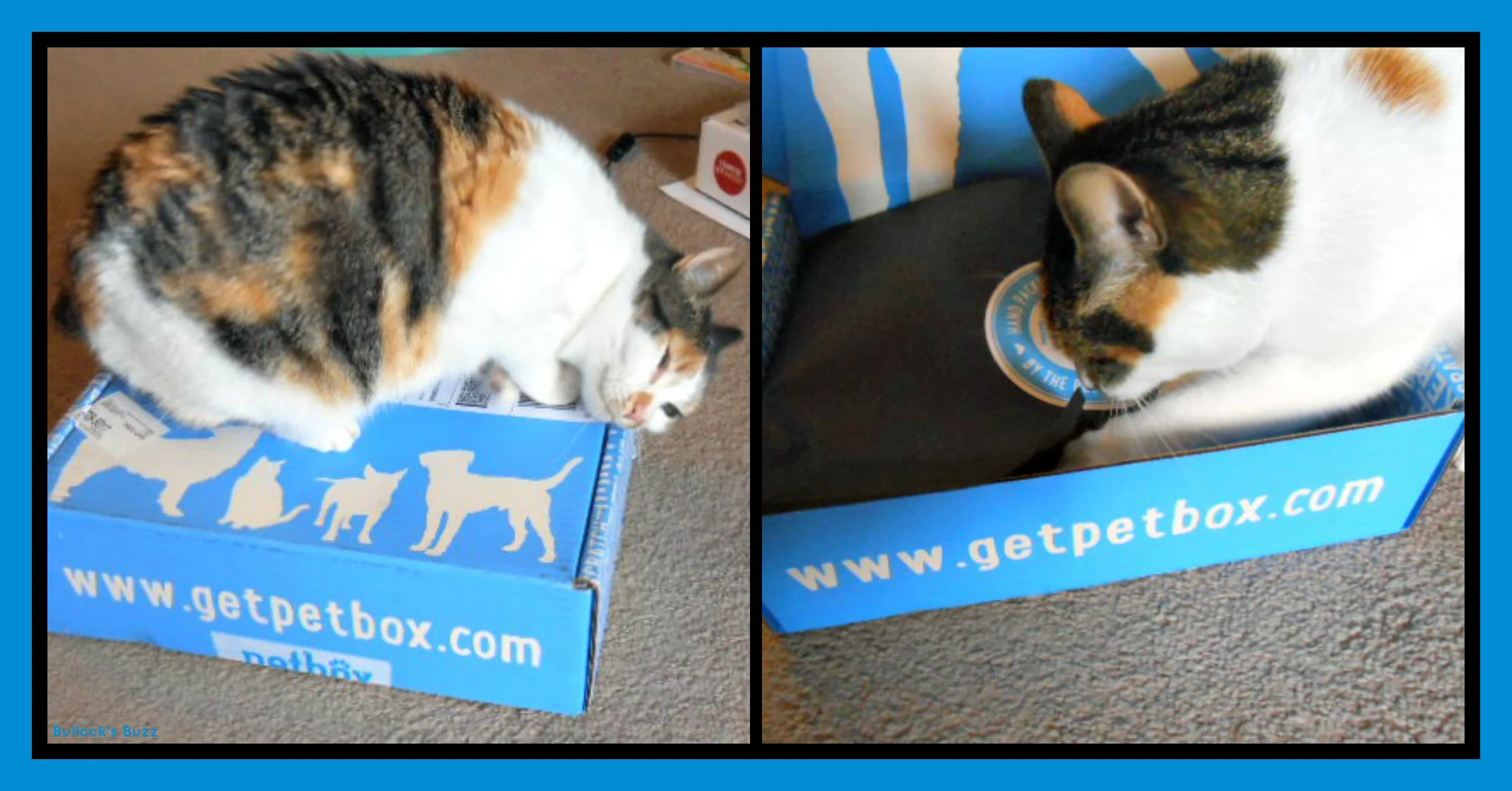 PetBox Review7 Cat on top of Box 