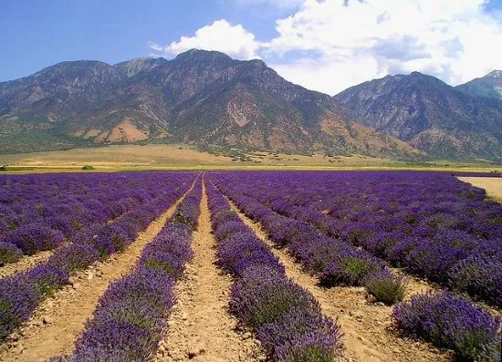 Young-Living-Lavender-photo-do-terra-essential-oils Young-Living-Lavender-photo-do-terra-essential-oils