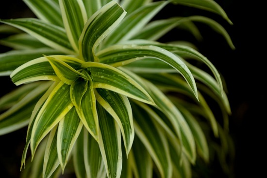 indoor-plants3