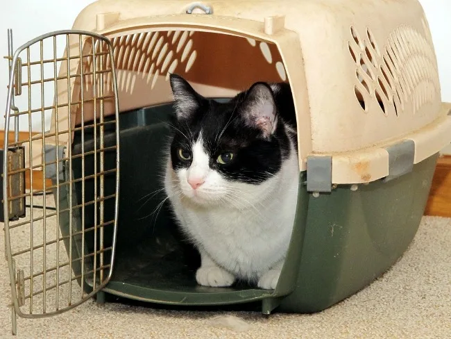 cat in a carrier for traveling with pets