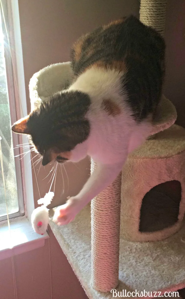 cozy cat condo mouse toy