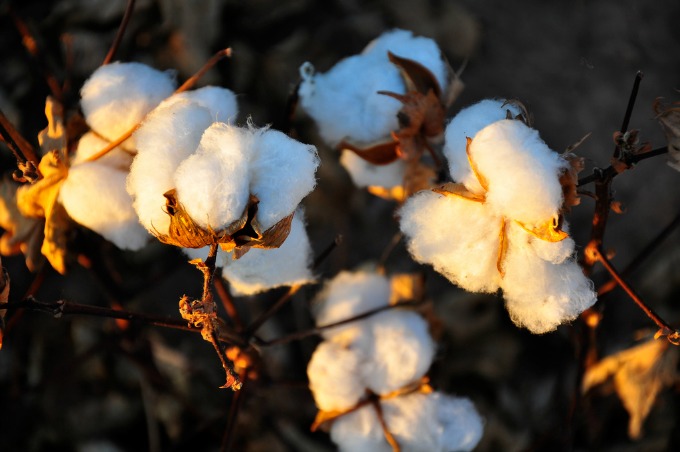 cotton versus organic cotton