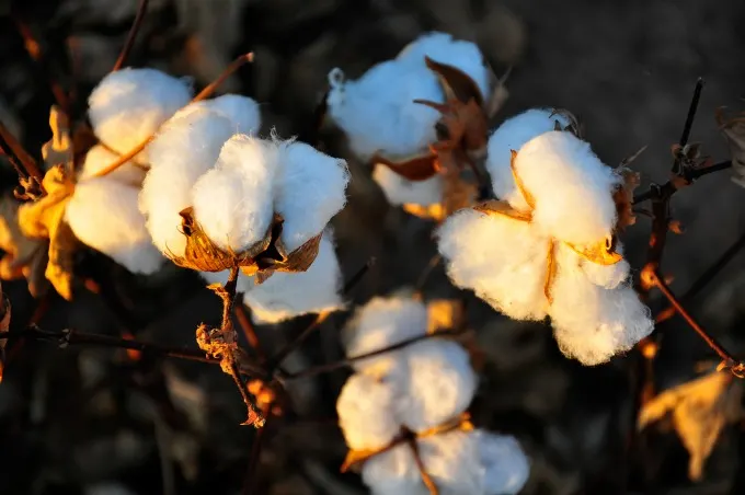 cotton versus organic cotton