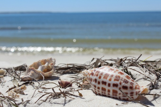 gulf county, florida shells on beach