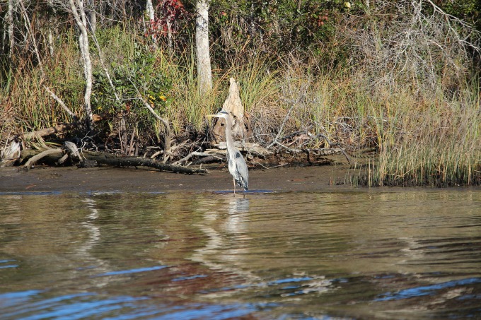 gulf county, florida wildlife