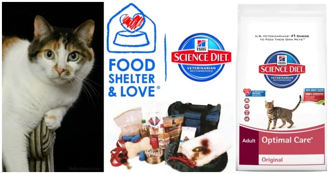 hills_pet_food_shelter_love_disaster_program_pet_food featured image