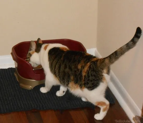 Calico cat eating Hill's Ideal Balance Crafted dry cat food
