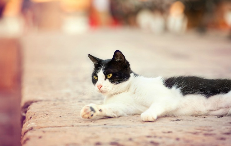 7 Summer Safety Tips For Pets cat