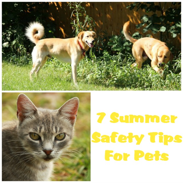 7 Summer Safety Tips For Pets featured image