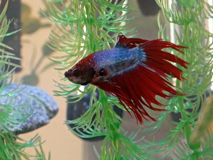 Why Fish Makes Great First Pets Image 1