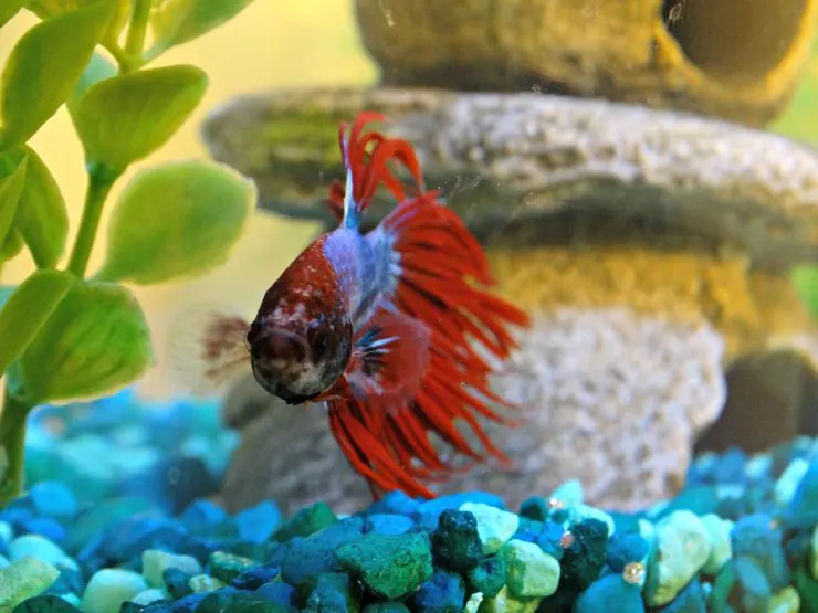 Why Fish Makes Great First Pets Image 2