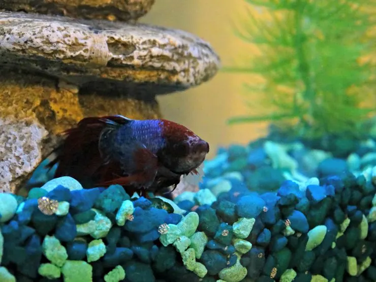 Why Fish Makes Great First Pets Image 4