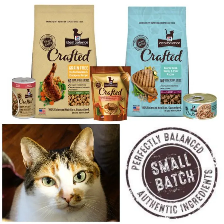 Hills natural best sale balance cat food