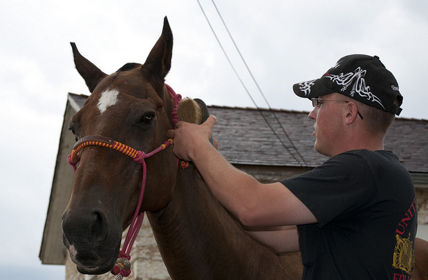 the_ultimate_guide_to_owning_a_horse_grooming