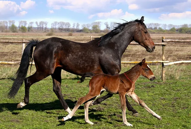 the_ultimate_guide_to_owning_a_horse_main_image