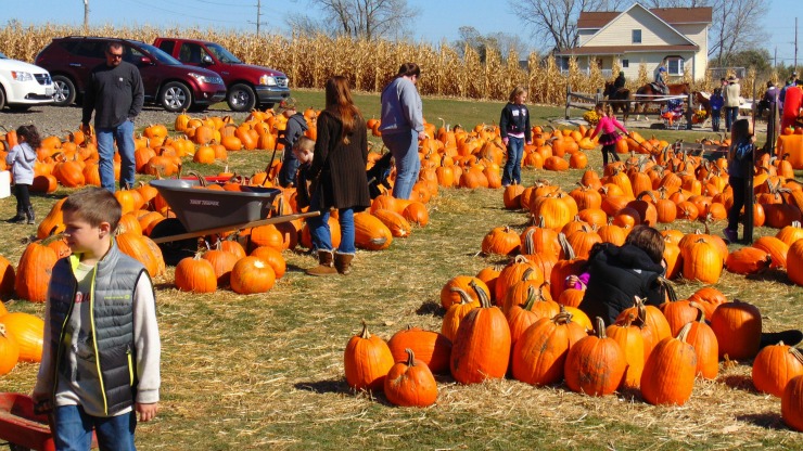 people picking pumpkins using tips on How to Pick the Perfect Pumpkin 