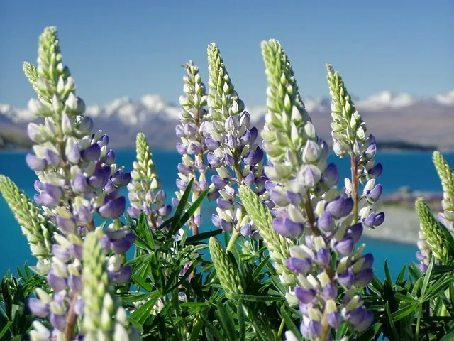 nature image of lupine