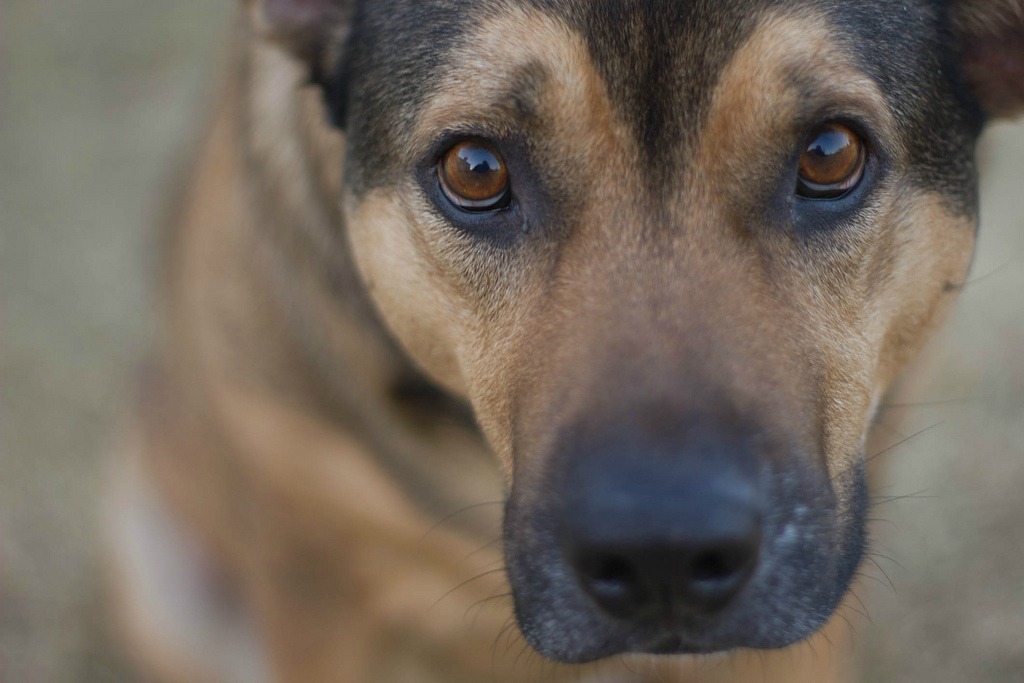 Pets And Asthmatics dogs