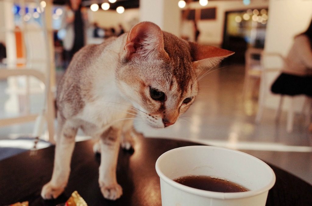 perfect present ideas for animal-lovers cat cafe