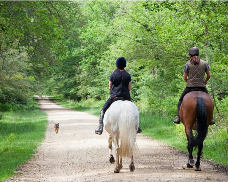 5 Reasons Why You Should Buy Your Daughter A Horse