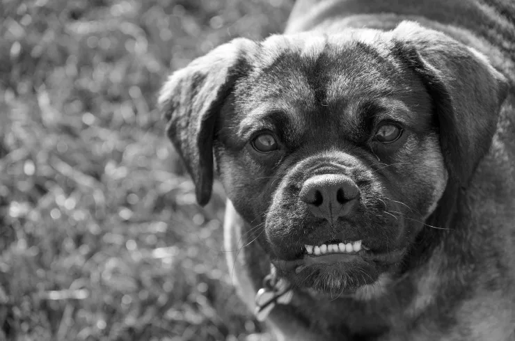 doggy dental care dental care for dogs tips and tricks