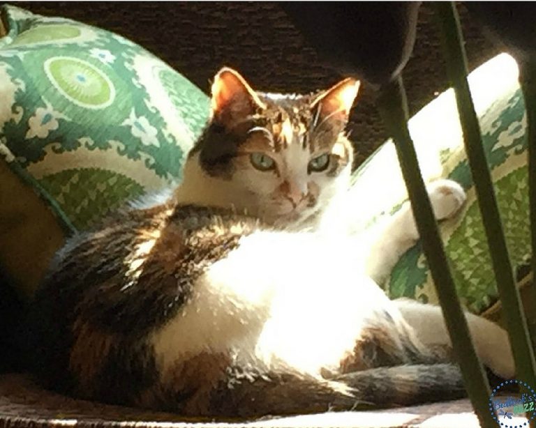 June is Adopt-a-Shelter-Cat Month! You Can Help Along With Cat's Pride