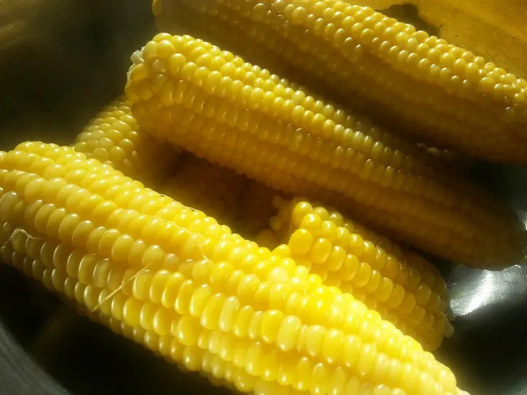 fresh from florida corn-on-the-cob