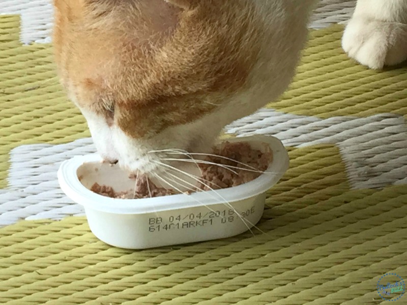 DIY Travel Scratching Post DIY scratching post for travel sheba papa cat eating