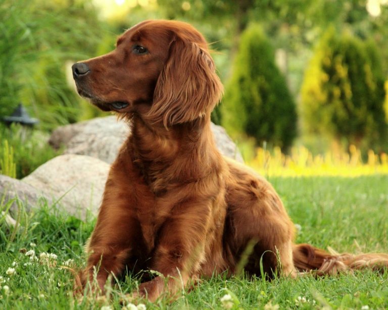 For The Love Of Dogs - The Ups and Downs Of Dog Ownership