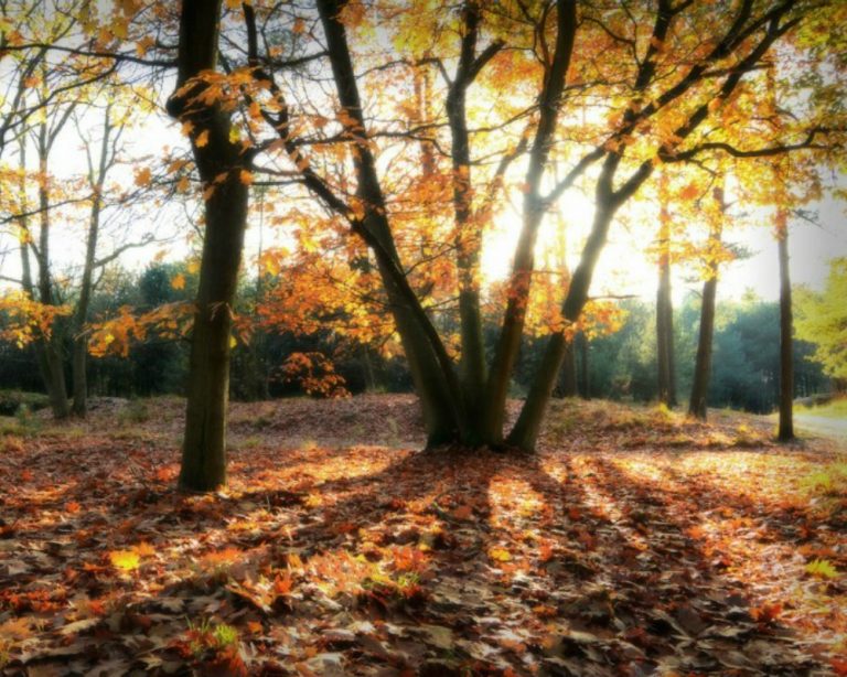 Transform Your Garden This Fall