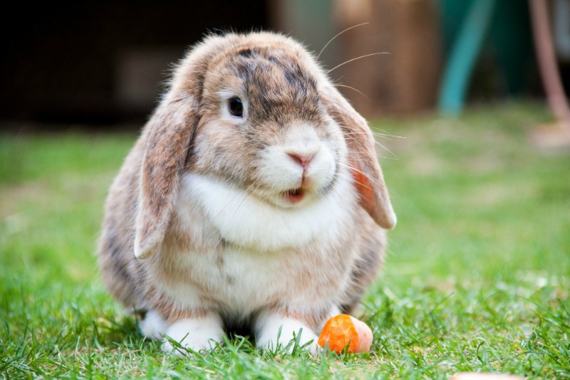 unique-pets-bunny