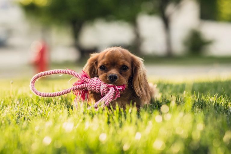 Getting A Pet: Ex-puurrrr-nsive Costs You Can't Afford To Forget