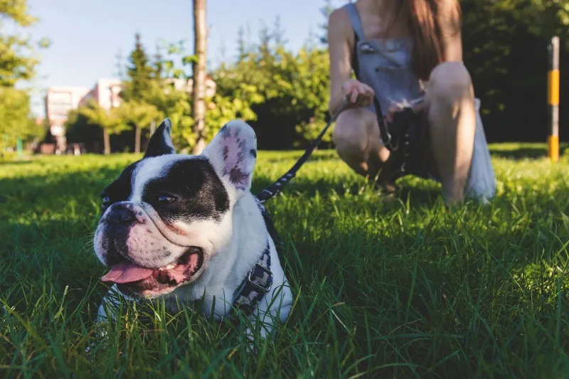 getting-a-pet-french-bulldog