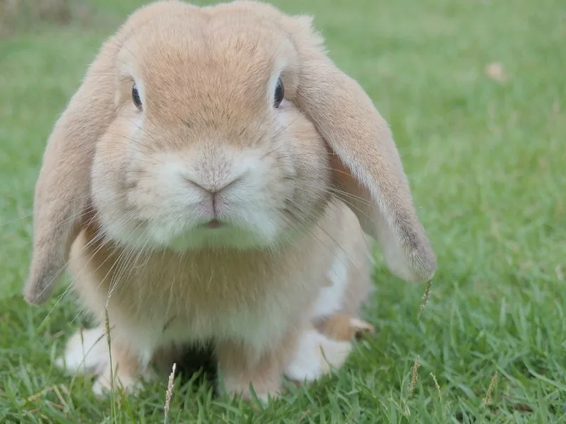 pet-bunny