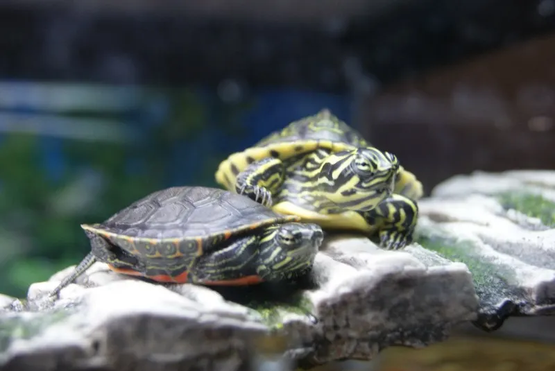 pet-turtles