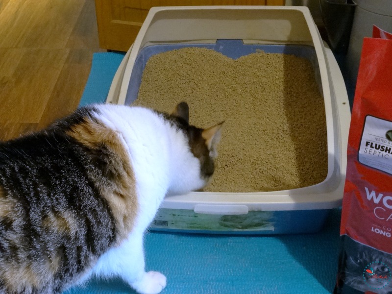 Sookie checking our her new litter with World's Best Cat Litter