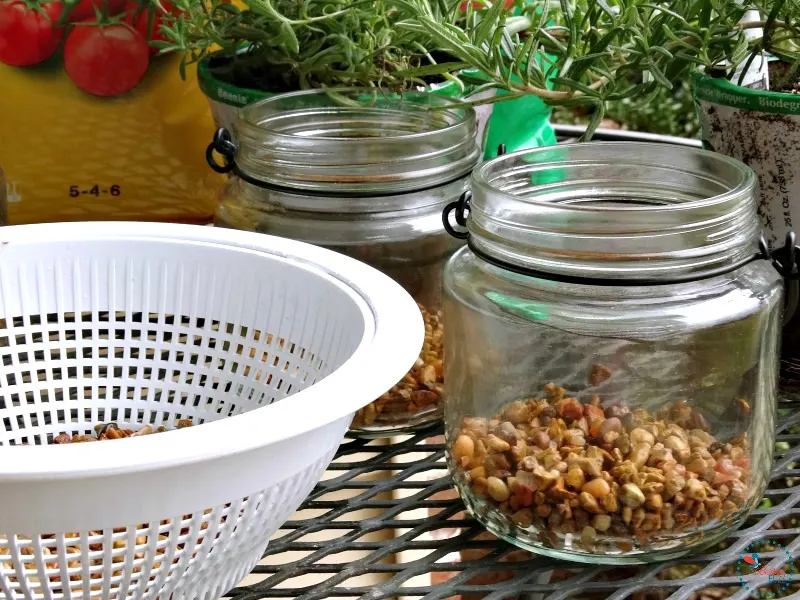 DIY Indoor Hanging Herb Garden add pebbles