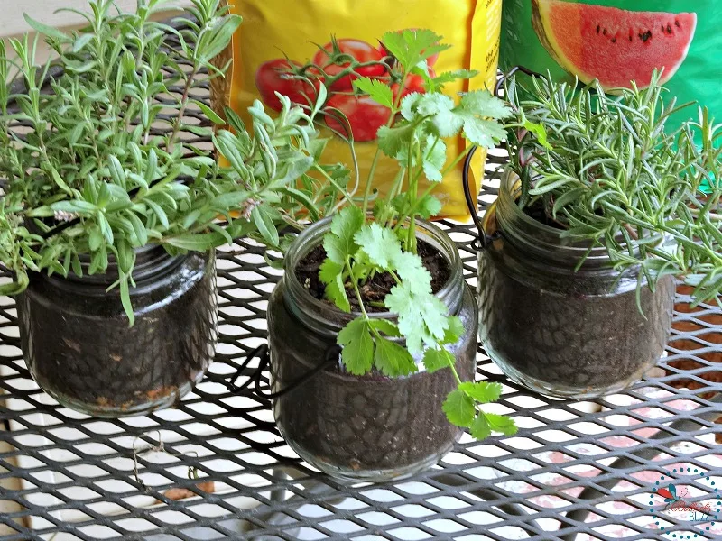 DIY Indoor Hanging Herb Garden transplant herbs